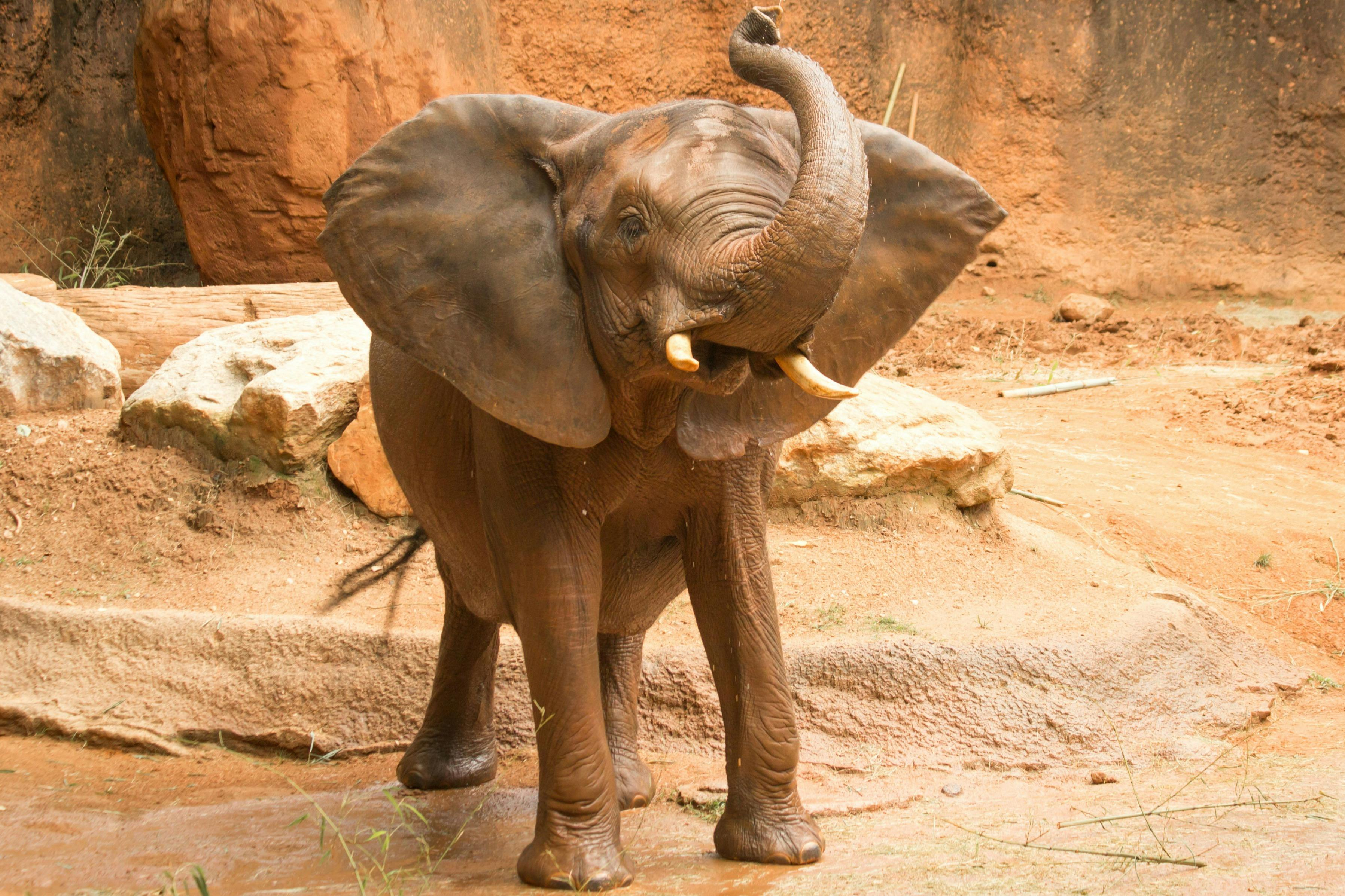 Zoo Atlanta Tickets - Photo 1 of 13